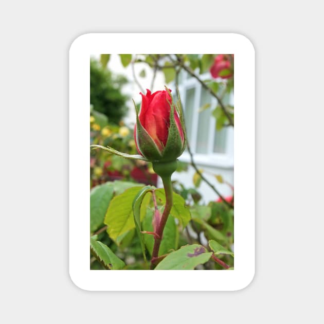 red rosebud Magnet by pinkal