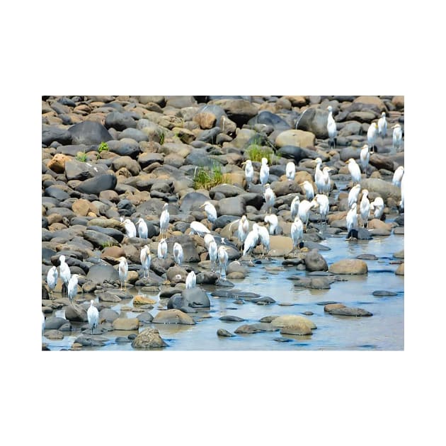 Duck at river side-Nature by NP-Pedia