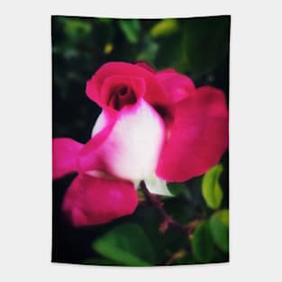 Delicate crimson white pink rose Tapestry