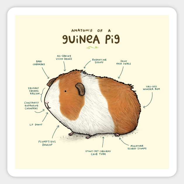 Anatomy Of A Guinea Pig Guinea Pig Sticker Teepublic Ended september 8, 2018 1:00 pm. anatomy of a guinea pig