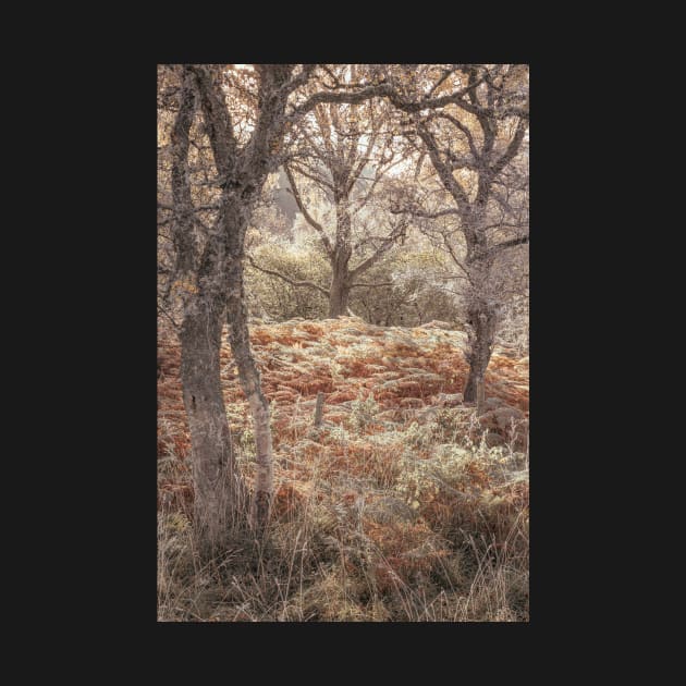 'The First Frost', near Garry Bridge, Pitlochry. by mucklepawprint