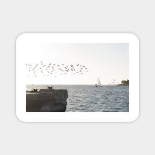 Key West Sea Gulls Magnet