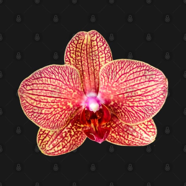 Pink Orchid by ArtMorfic