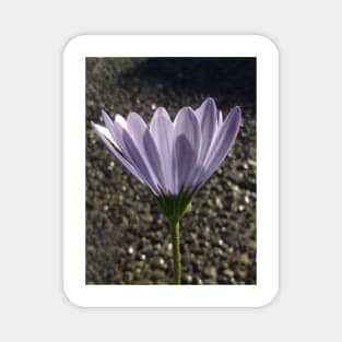 Lighting Up the African Daisy Magnet