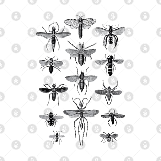 Entomologist Insect Insects Vintage by KC Happy Shop