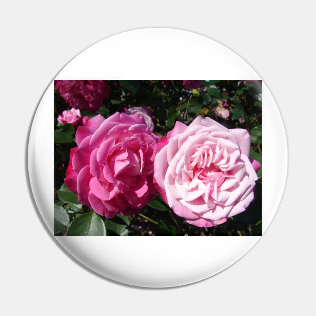 Pink Rose Photo Pin by SarahRajkotwala