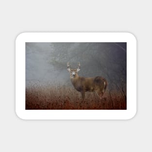 Big Buck - White-tailed deer Magnet