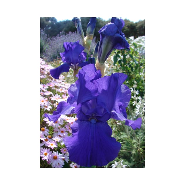 Iris Flower Indigo Purple by SarahRajkotwala