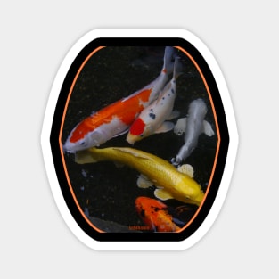 fish, cute fish, free fish, coral fish, fish coral, goldfish, pez, peces, pez colar, peces coral Magnet