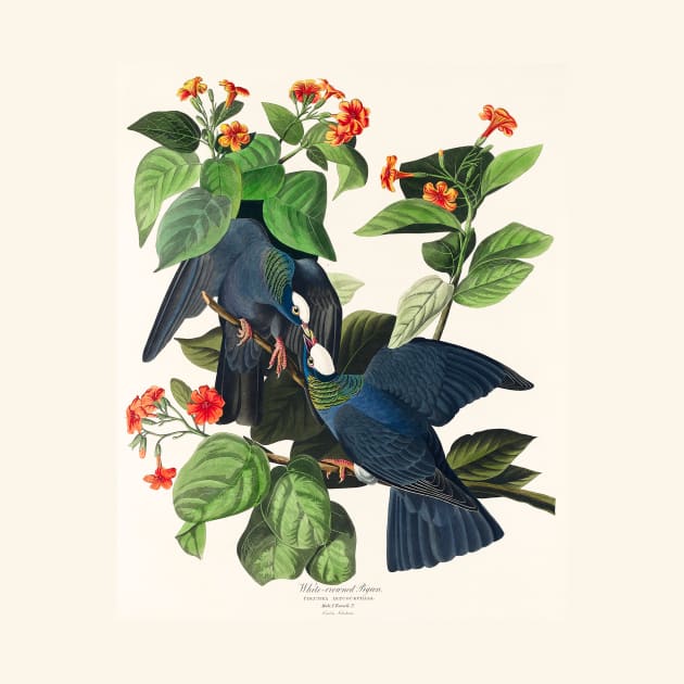 White-crowned Pigeon from Birds of America (1827) by WAITE-SMITH VINTAGE ART