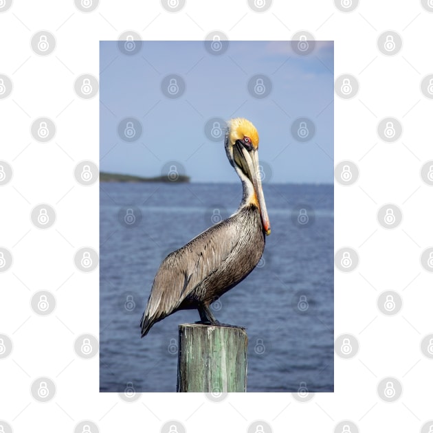 Brown Pelican by irishmurr