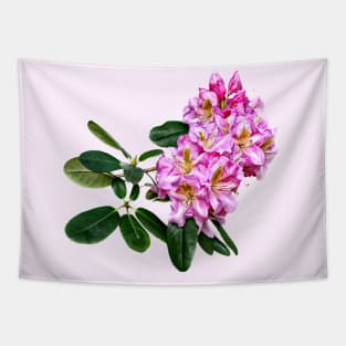 Pale Pink Rhododendron Tapestry