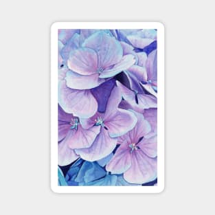 Blue hydrangea Magnet