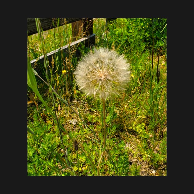 Snowball Puff Flower by etherealwonders