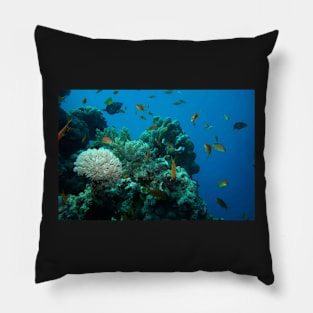 RED SEA MARINE LIFE Pillow