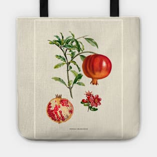 Pomegranate Antique Botanical Illustration Tote