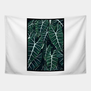 Alocasia Frydek Tapestry