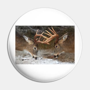 White-tailed deer fight Pin