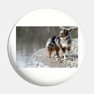 miniature american shepherd blue merle full Pin