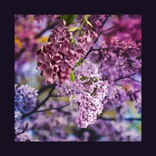 Lilacs by Kyarwon