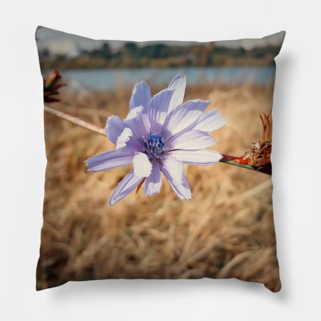 chicory Pillow by psychoshadow