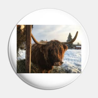 Scottish Highland Cattle Cow 2214 Pin