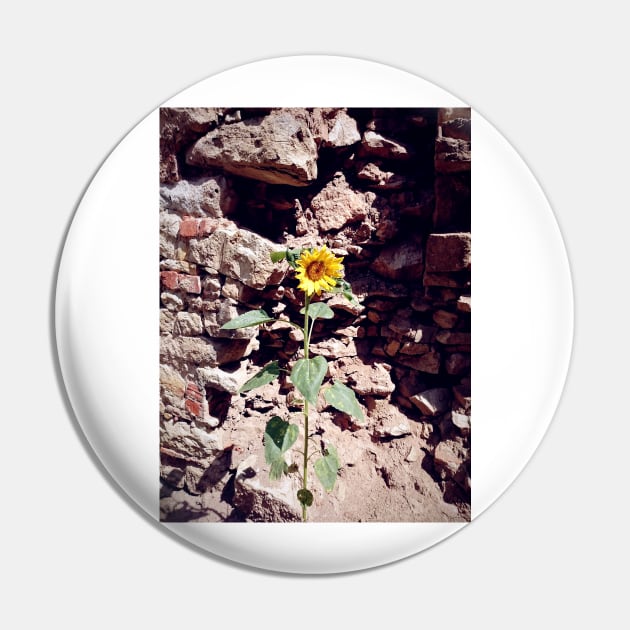 Sunflower in front of castle wall Pin by Gourmetkater