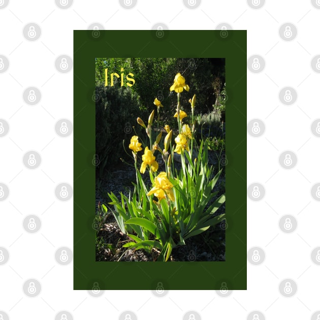 Yellow Iris Photograph by Heatherian