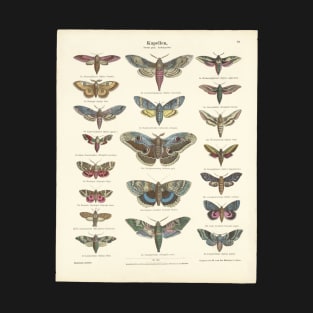 "Kapellen" with engravings of butterflies and moths, hand-colored, 1800s - vintage parchment, cleaned and restored T-Shirt