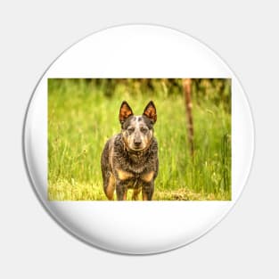 ibs brown dog Pin