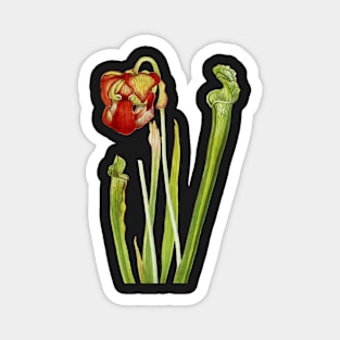 Drummond Pitcherplant - Sarracenia Drummond - Walcott - Botanical Illustration Magnet