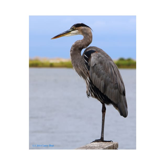 Royal Blue Heron by BadHabitsLounge