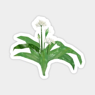 Ramson (Wild Garlic) Magnet