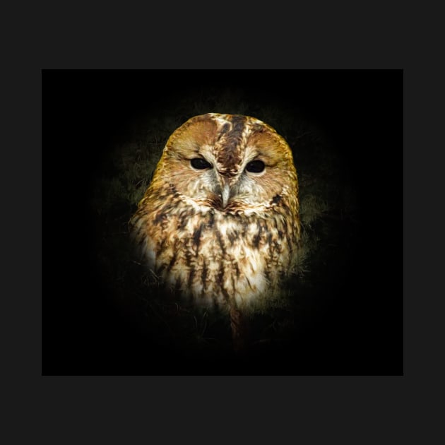 Tawny owl by Guardi