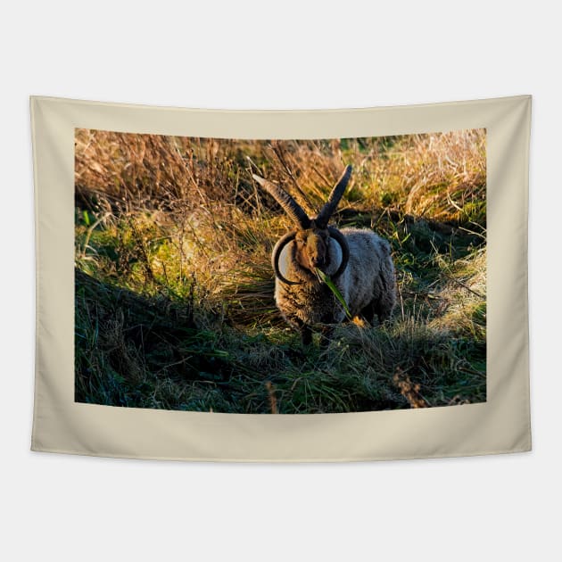 Rare breed sheep in pasture Tapestry by Violaman