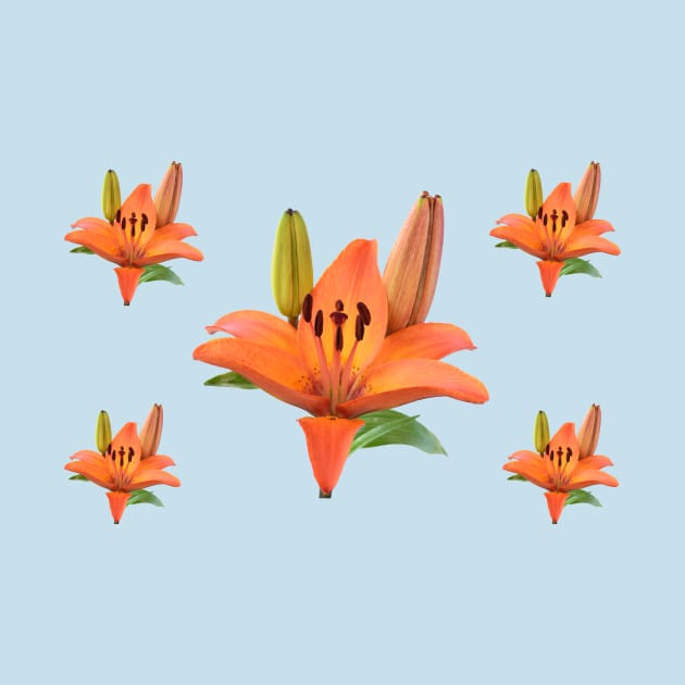 Lilium  &#39;Orange Pixie&#39;  Dwarf Asiatic lily by chrisburrows