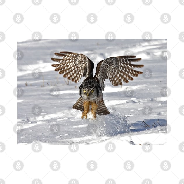 Snow Blast - Northern Hawk owl by Jim Cumming