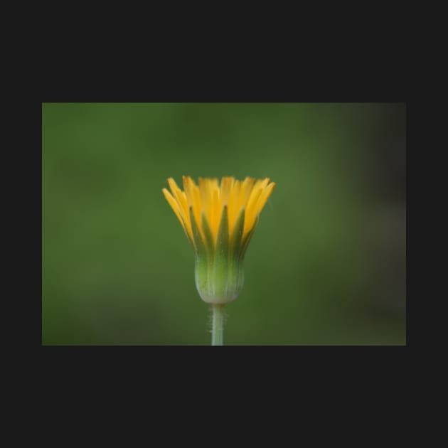 Yellow Wildflower by ToniaDelozier