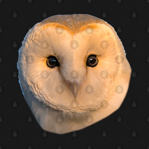 Barn Owl Face by dalyndigaital2@gmail.com