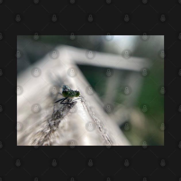 Damselfly up close by SandiLin