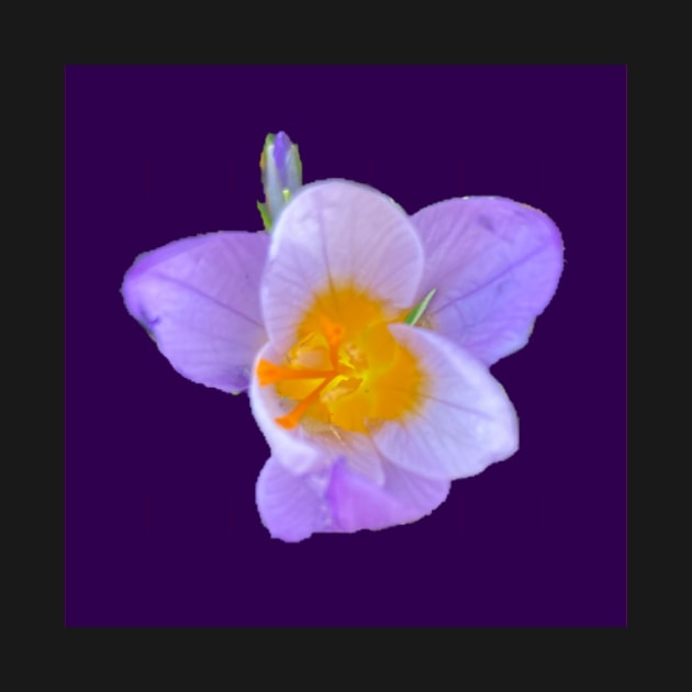 First Crocus of 2022 (purple background) by Amanda1775