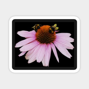 Echinacea Purpurea on White Background Magnet