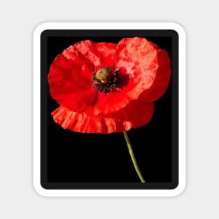 Poppy Magnet