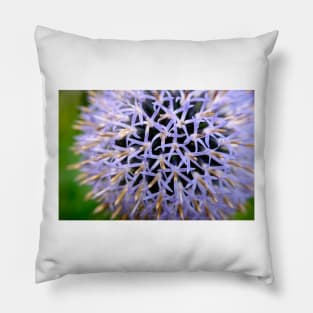 Small Globe Thistle 8 Pillow