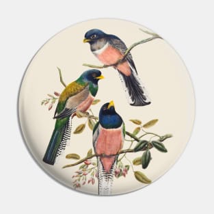 Blue-crowned Trogon Antique Naturalist Illustration Pin