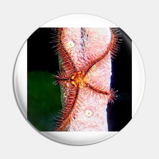 Brittle Sea Star Fish Pin by Scubagirlamy