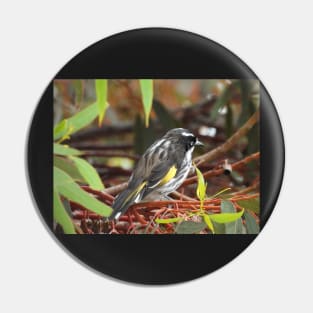 New Holland Honeyeater sitting in a Gum Tree Pin