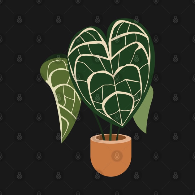 Anthurium clarinervium plant in a pot by gronly