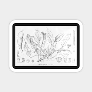 Philodendron martianum - black and white ink botanical illustration Magnet