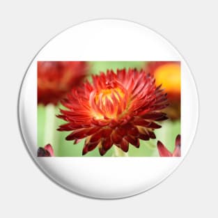 Helichrysum bracteatum 'Nevada Red' Everlasting flower Pin